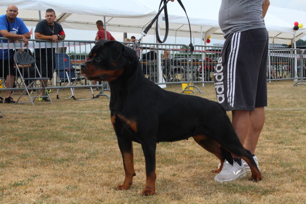 Nikita vom Haus Metzgerhund