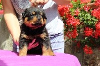 Des Trois Têtes De Loup - Rottweiler - Portée née le 24/06/2019