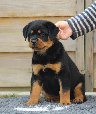 Des Trois Têtes De Loup - Rottweiler - Portée née le 27/08/2024