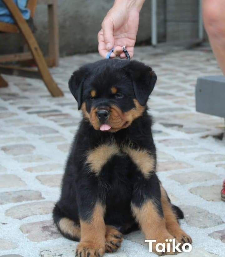 Des Trois Têtes De Loup - Rottweiler - Portée née le 03/06/2022