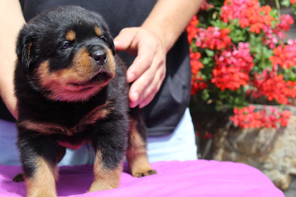 Des Trois Têtes De Loup - Rottweiler - Portée née le 24/06/2019