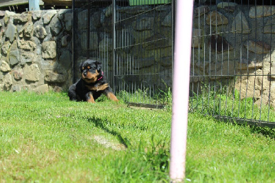CHIOT